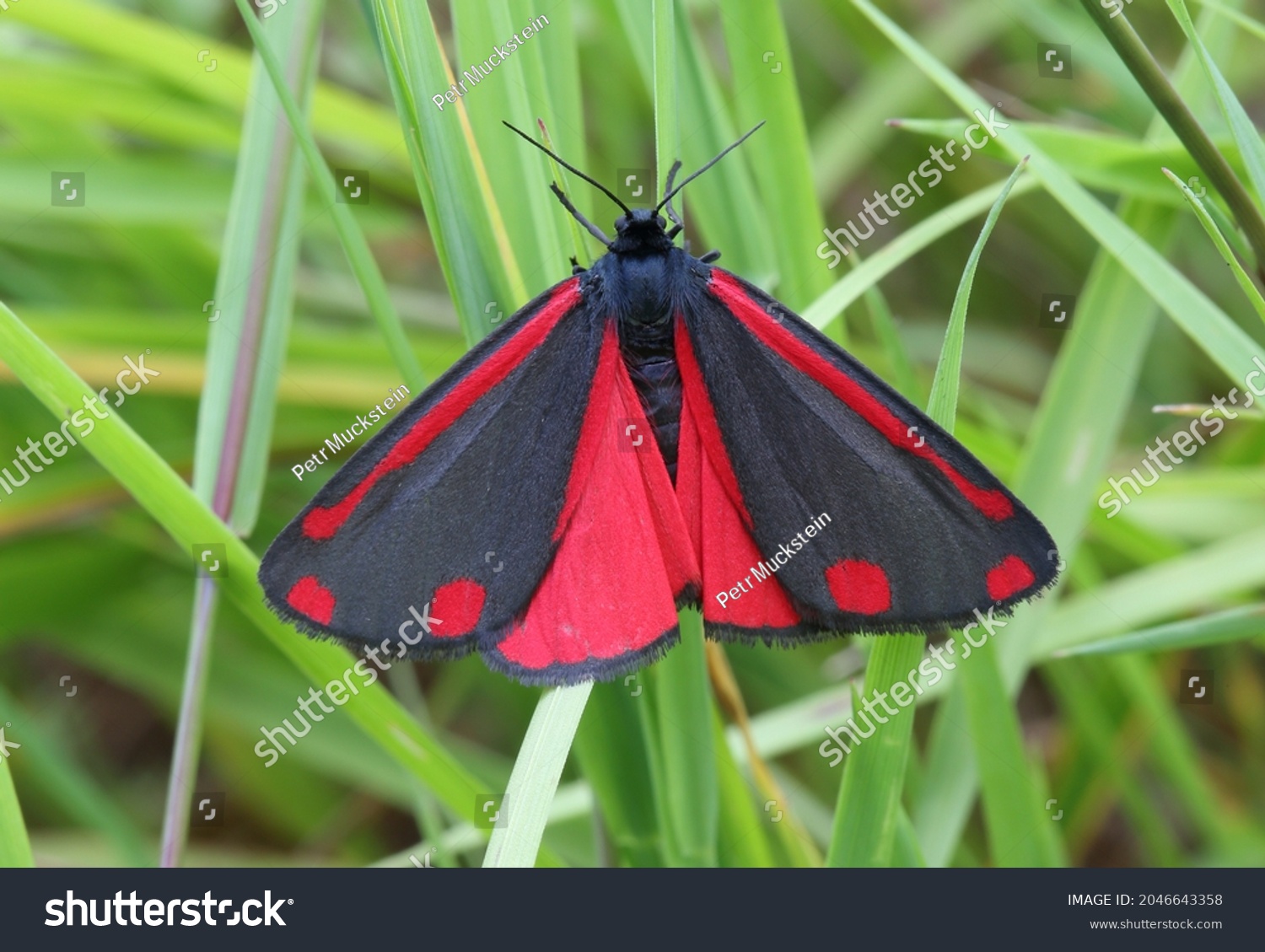 The cinnabar moth Tyria jacobaeae is a brightly coloured arctiid moth. The cinnabar moth (Tyria jacobaeae) is a brightly coloured arctiid moth, Lepidoptera, Erebidae, Arctiinae, Phalaena.  #2046643358