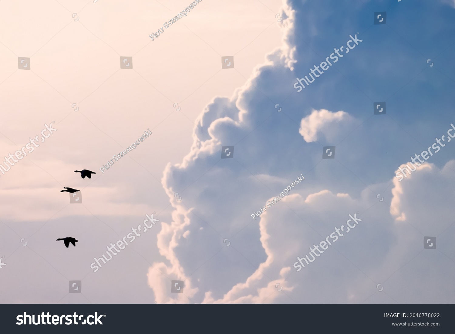 Birds flying in the sky, fleeing from very threatening clouds, storm clouds. Birds in the air, freedom and independence #2046778022