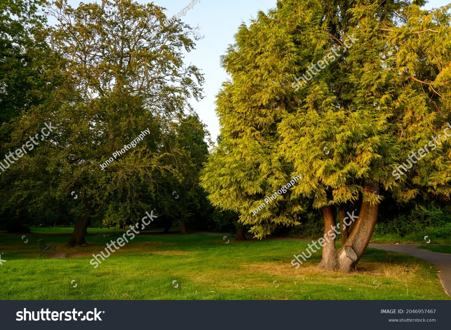The Knoll, a small park in Hayes, Kent, UK. Trees in The Knoll park illuminated by the late afternoon sun. Hayes is in the Borough of Bromley in Greater London. #2046957467