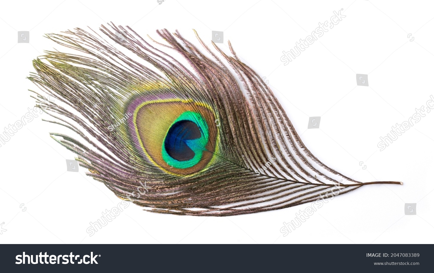 colorful peacock feather, isolated on white background #2047083389