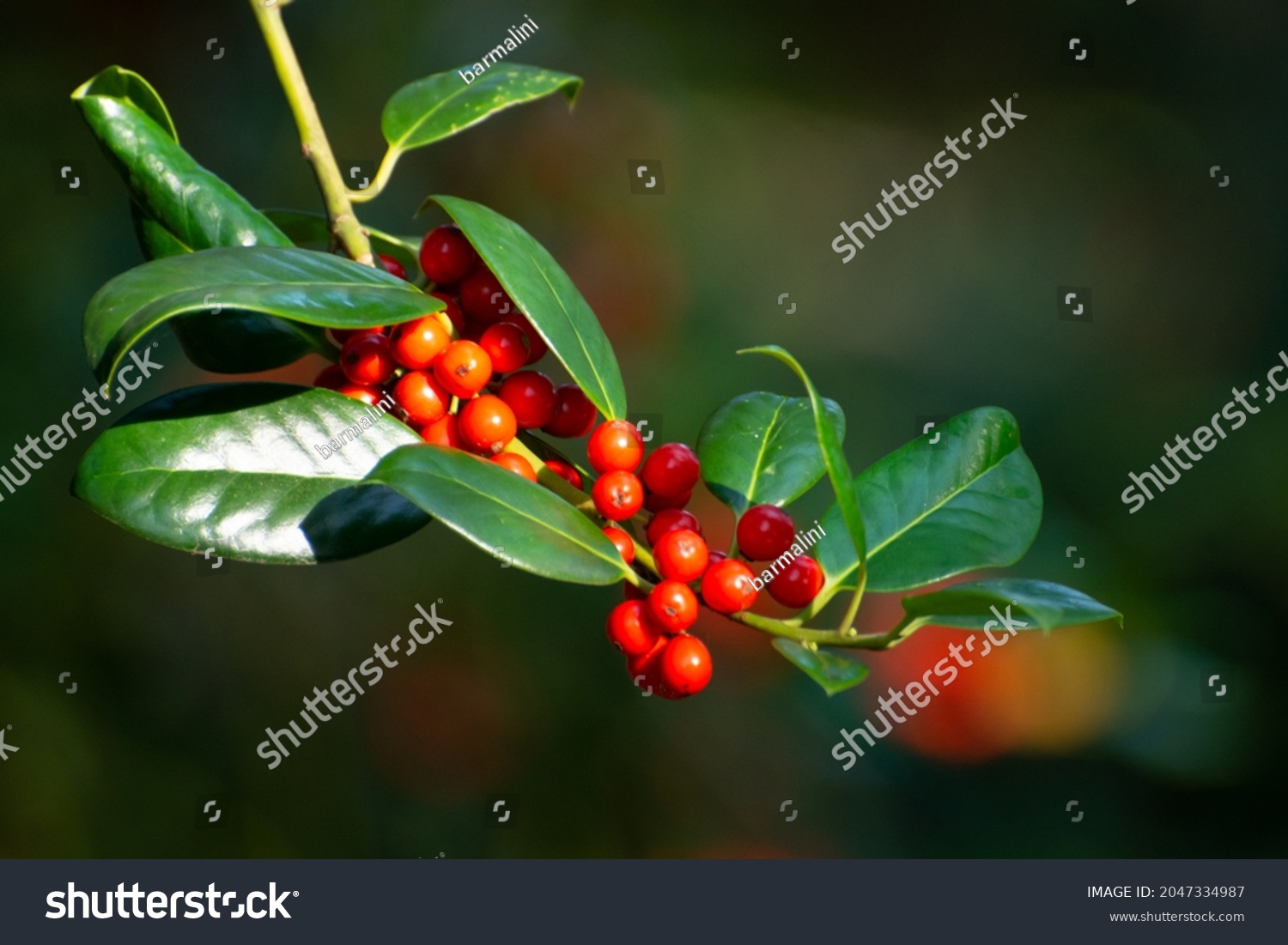 Red ripe berries of ilex aquifolium plant in autumn #2047334987
