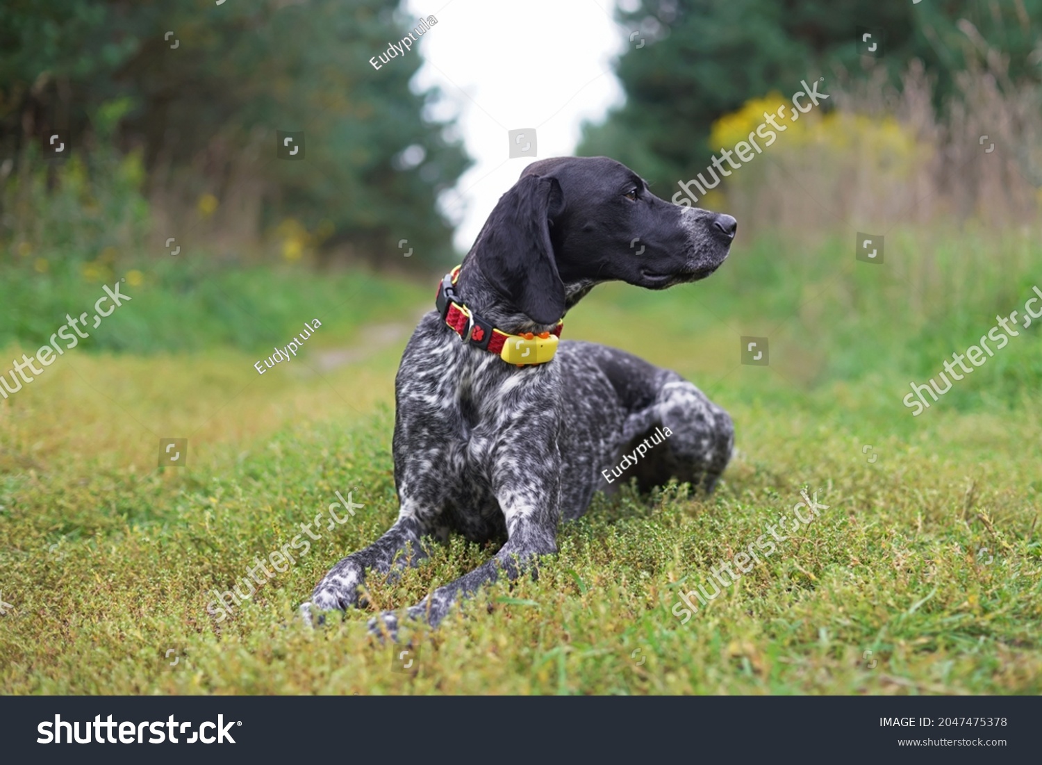 Serious young black and white Greyster dog posing outdoors wearing a red collar with a yellow GPS tracker on it lying down on a green grass in summer #2047475378