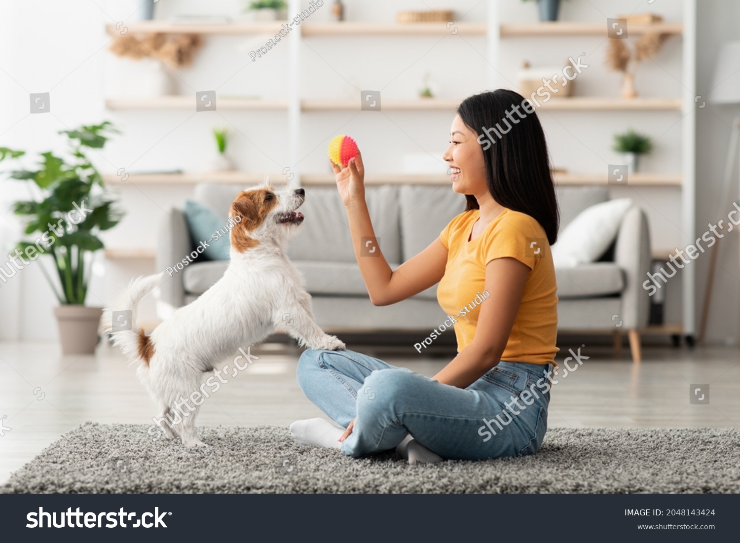 Female owner playing with joyful dog at home, happy young asian woman enjoying ball games with her cute fluffy jack russel terrier puppy, side view, copy space. Playing with dog concept #2048143424