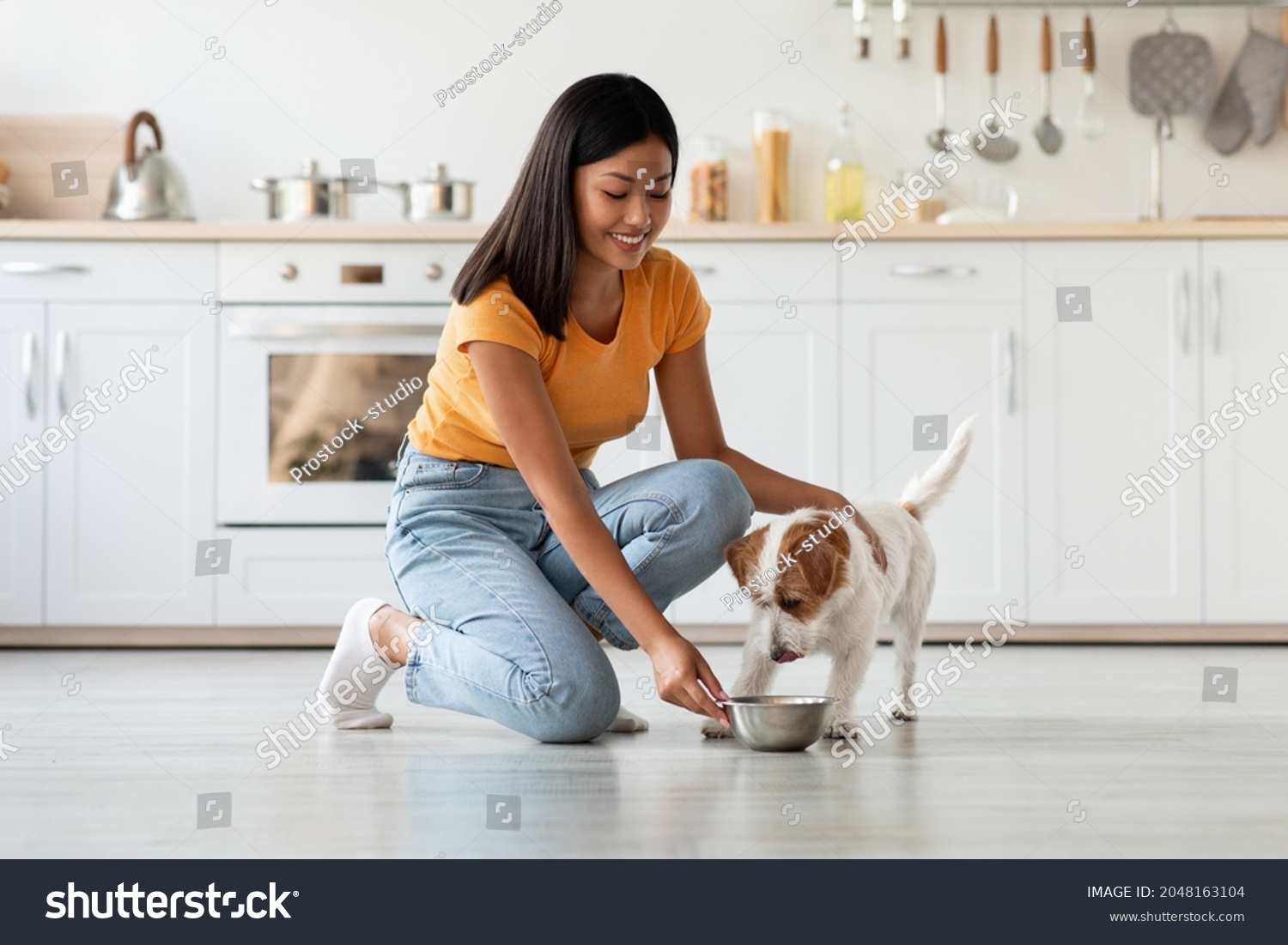 Loving young asian woman petting and feeding her cute long-coat jack russel terrier puppy, kitchen interior, side view, copy space. Pets feeding, healthy, nutritive food for dogs, puppies #2048163104
