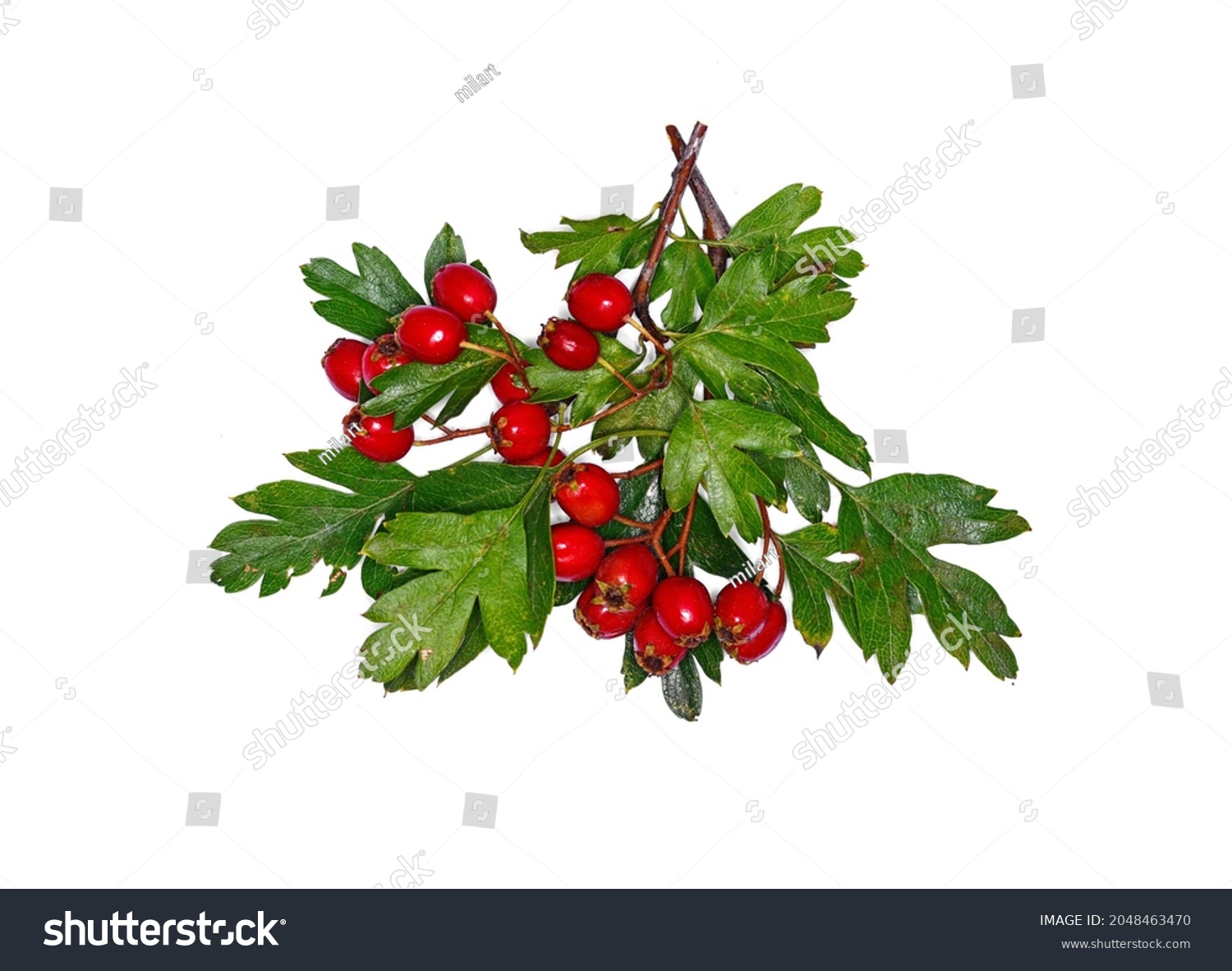hawthorn or Crataegus monogyna berries isolated on white backgroundRed fruit of Crataegus monogyna, known as hawthorn or single-seeded hawthorn. #2048463470