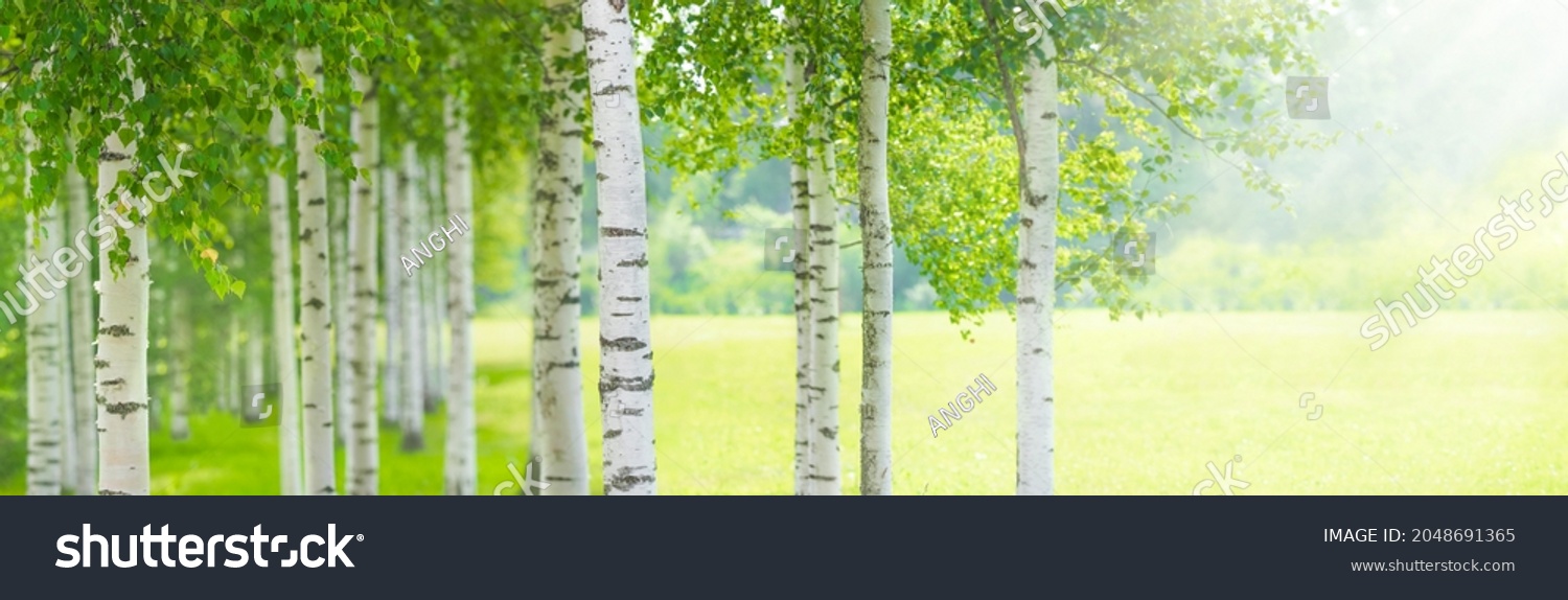 Summer birch forest, beautiful landscape. Birch tree forest, panoramic view #2048691365