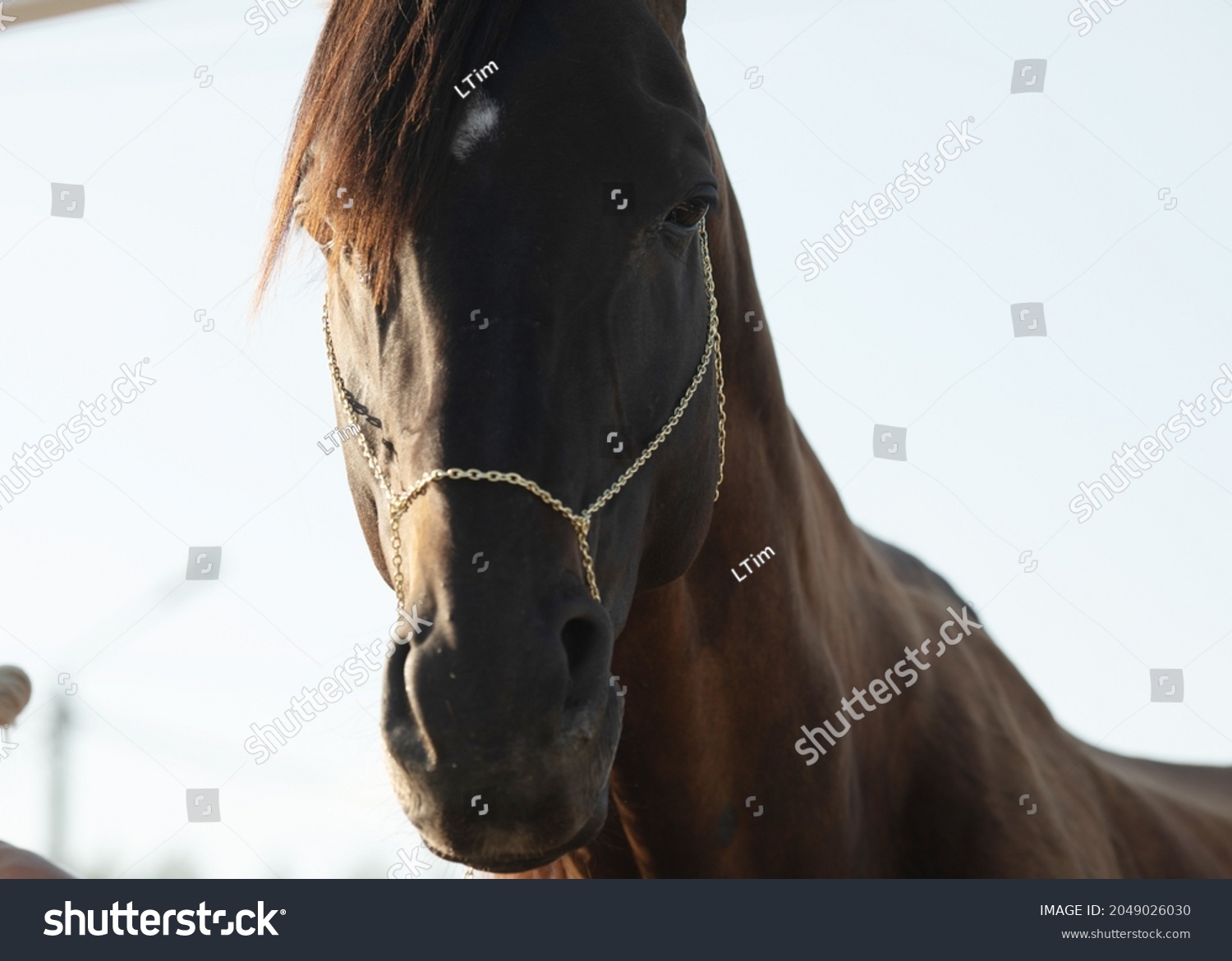 Portrait of a thoroughbred chestnut stallion. Horse outdoor. #2049026030