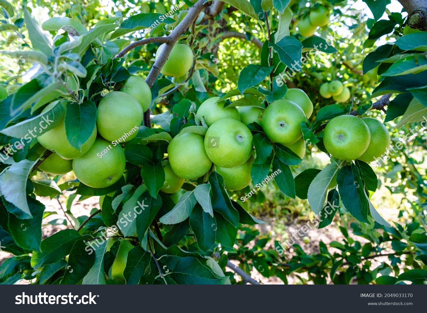 Green apples hanging in tree #2049033170