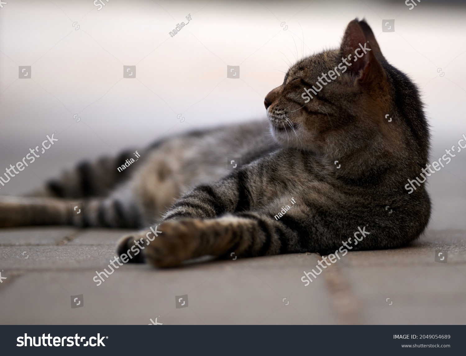 portrait of a grey cat with stripes laying on a ground, close-up, selective focus. High quality photo #2049054689