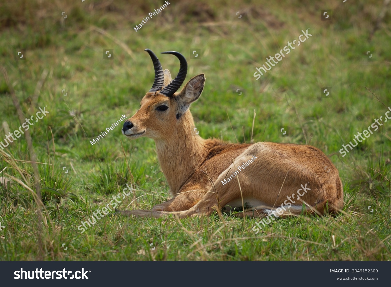 Bohor Reedbuck - Redunca redunca antelope native to central Africa, animal under the genus Redunca and in the family Bovidae, brown medium-sized antelope male laying on the grass. #2049152309