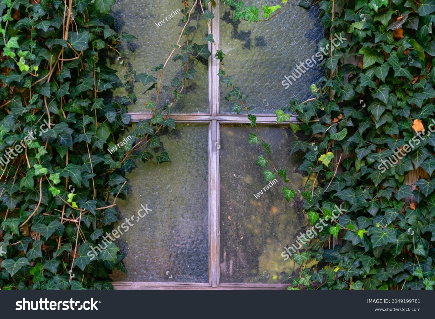 Dilapidated barn window covered with spider web and ivy #2049199781