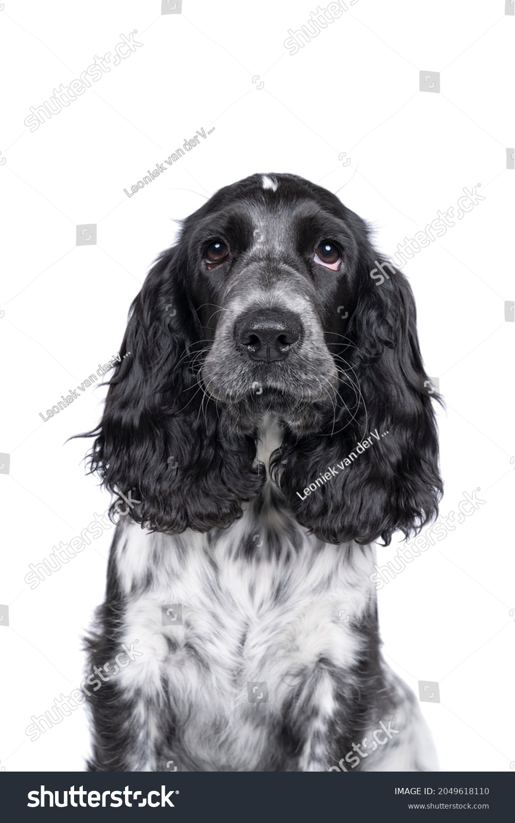 Full body portrait of a cute English cocker spaniel sitting looking at the camera isolated on  white background #2049618110