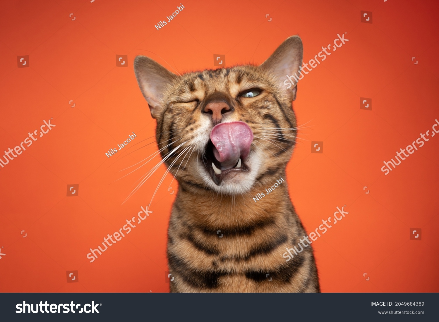 brown bengal cat portrait making funny face licking lips with mouth open looking at camera on orange background #2049684389