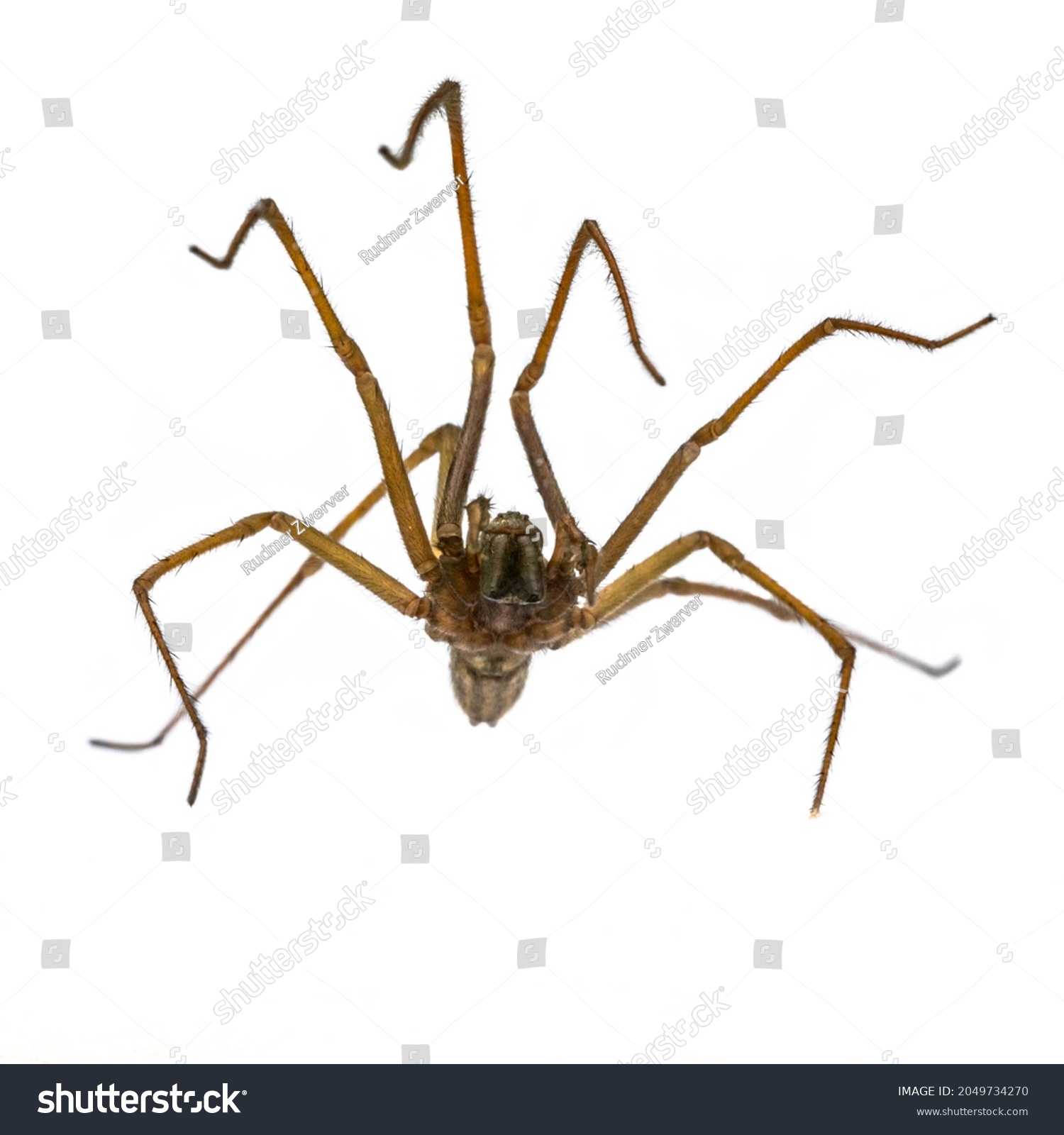 Giant house spider (Eratigena atrica) frontal underside view of arachnid with long hairy legs isolated on white background #2049734270