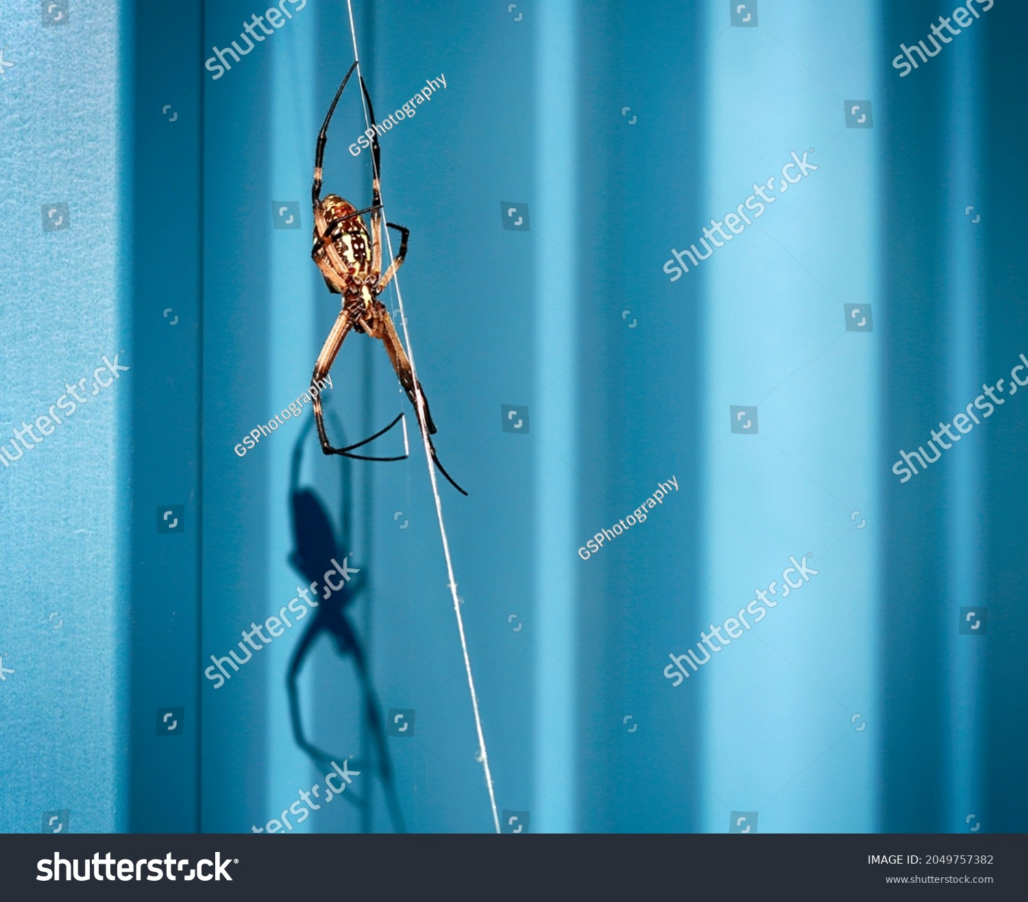 Texas barn spider sitting on its web. #2049757382