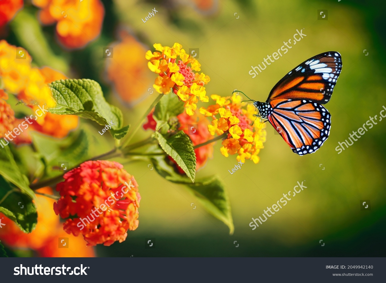 Beautiful image in nature of monarch butterfly on lantana flower. #2049942140