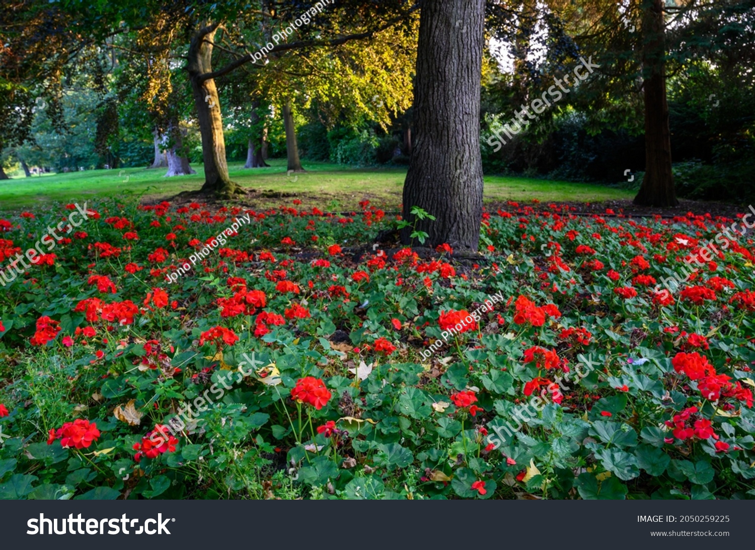 Bright red flowers and trees in the Knoll park. Focus on foreground flowers. The Knoll is a small PUBLIC PARK in Hayes, Kent, UK. Hayes is in the Borough of Bromley in Greater London. #2050259225