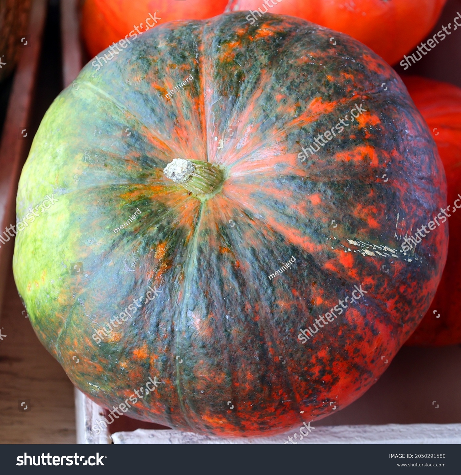 Cinderella pumpkins (Rouge, Rouge Vif d'Estampes) have become increasingly popular because of their shape, bright color, and enchanting name #2050291580