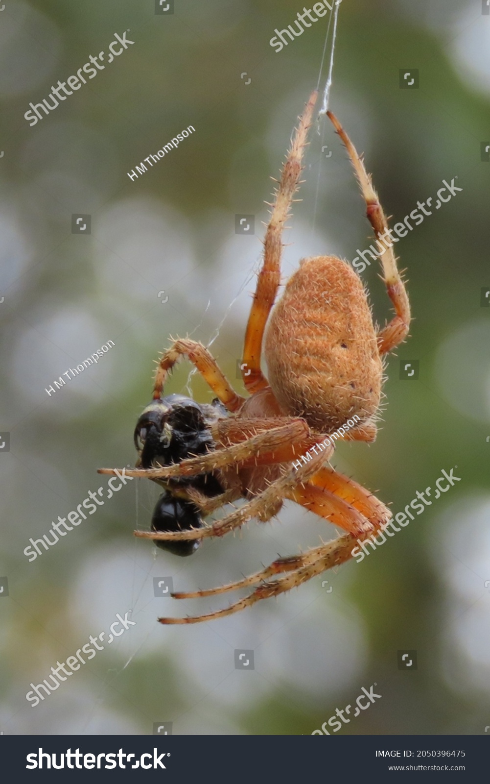 Close-up photo of bristly and corpulent, albeit orange and attractive, Spotted Orb Weaver spider (Neoscona crucifera) plying its trade by sucking on its most recent victim in its web. #2050396475