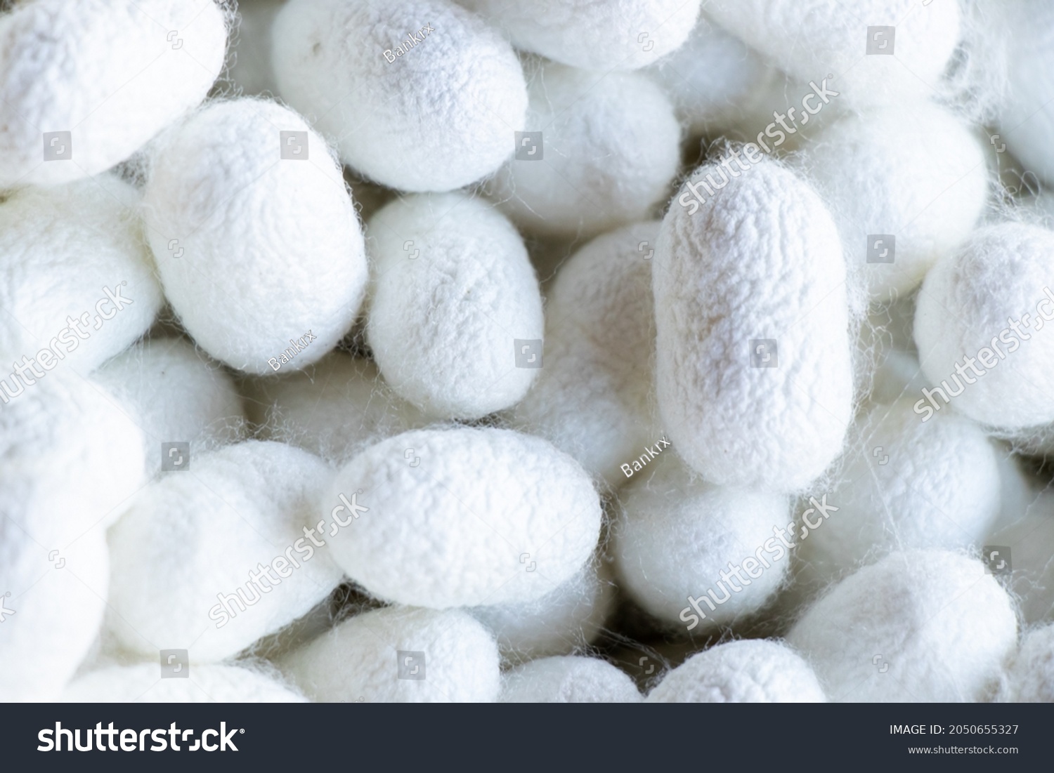 Group of silkworm in white cocoon stage background #2050655327