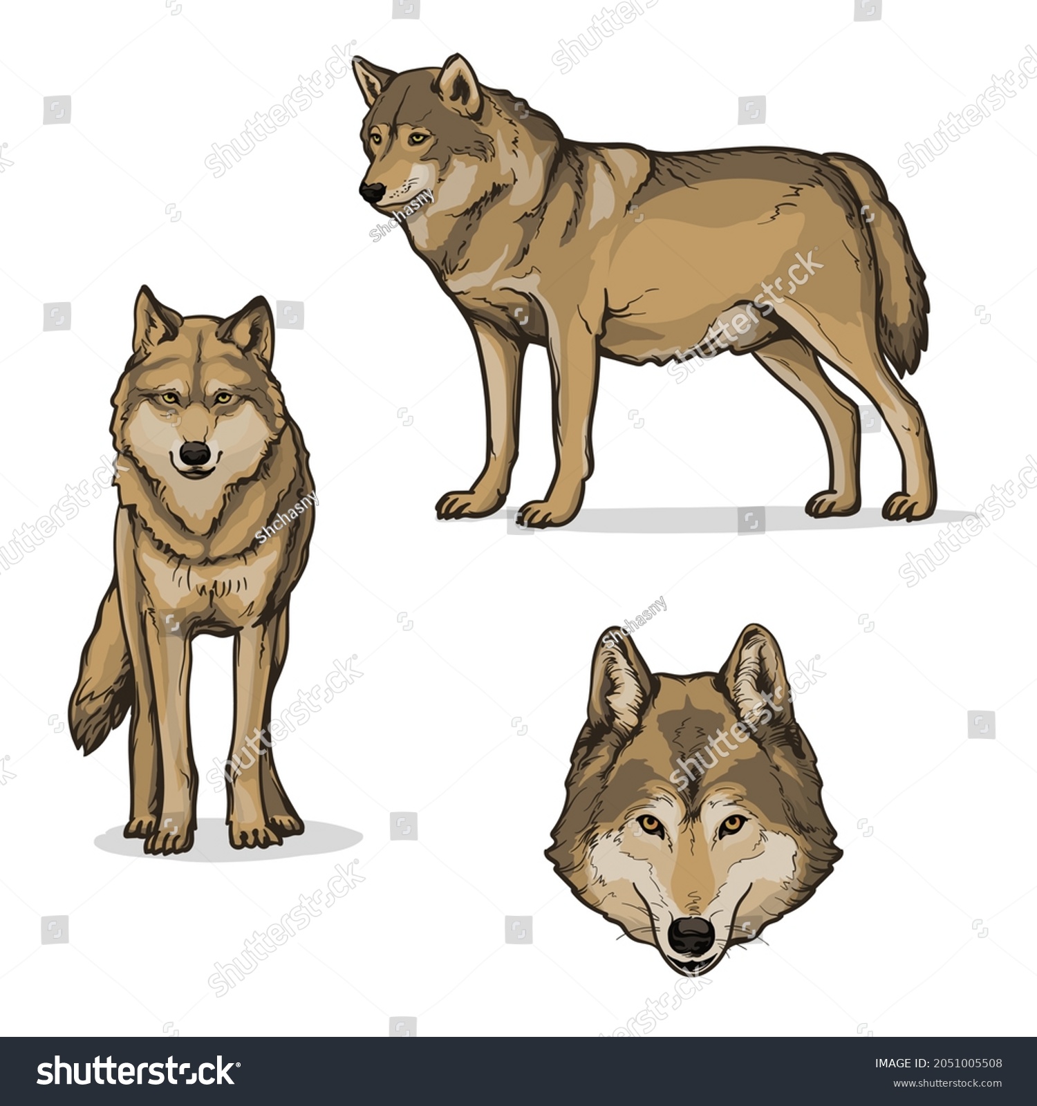 Wolves, isolated on a white background. Color vector illustration of a wolf. #2051005508