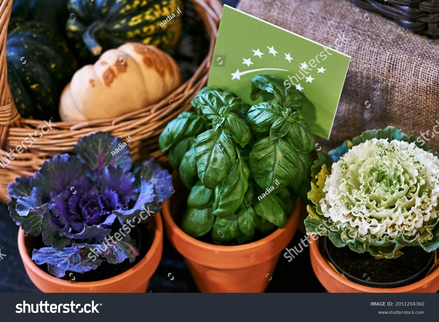 Healthy vegetarian ingredients for cooking. Various clean vegetables, herbs in pots. Products from the market without plastic. Basilic and cabbage. High quality photo #2051204360