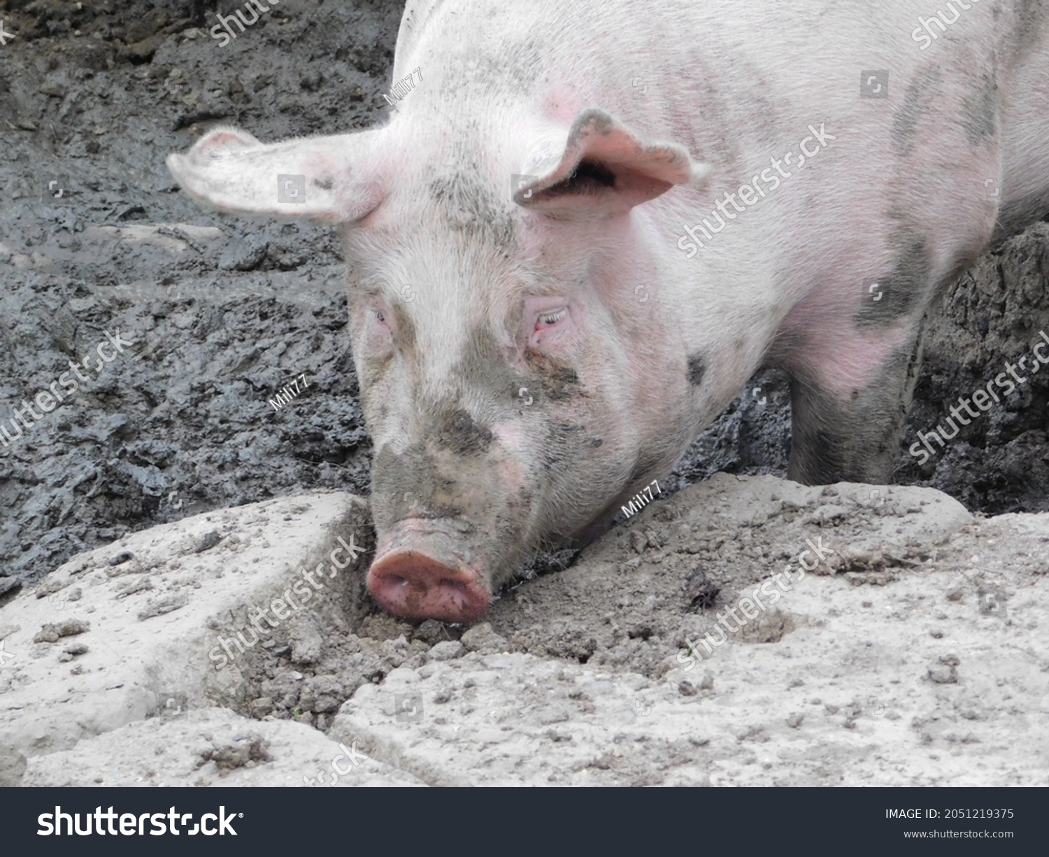 pig in a barn  genus Sus, within the even-toed ungulate family Suidae. Pigs include domestic pigs (Sus domesticus) and their ancestor, the common Eurasian wild boar (Sus scrofa) #2051219375