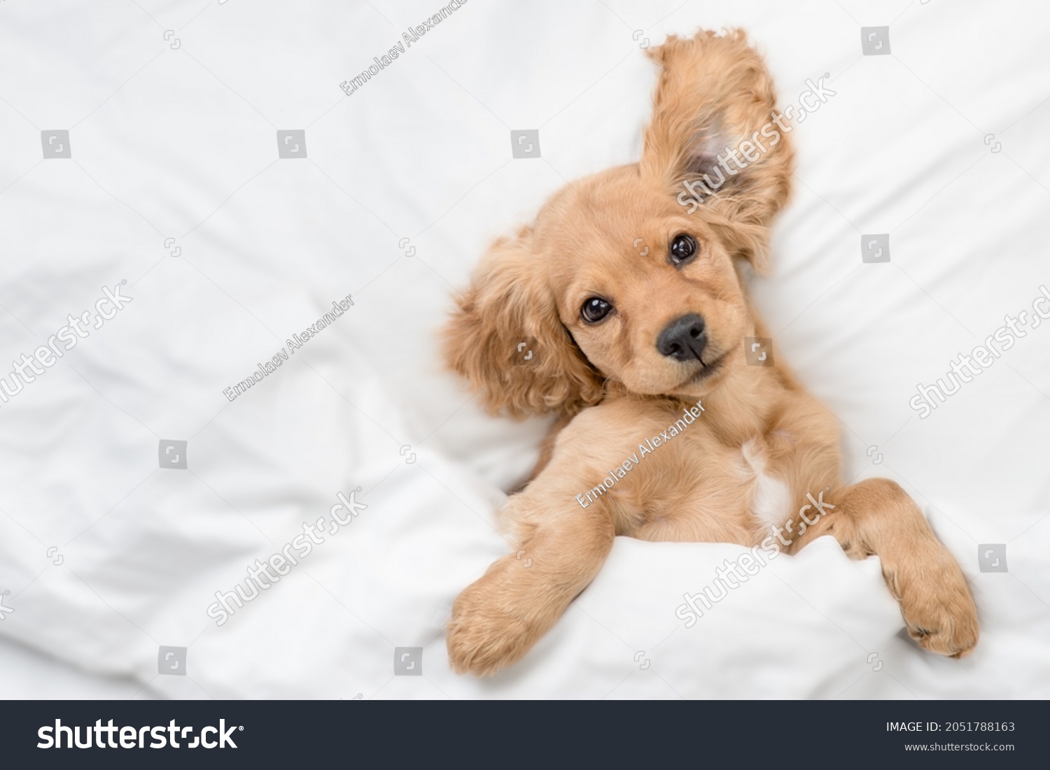 Playful cute funny English Cocker spaniel puppy lying on a bed at home before bedtime. Top down view. Empty space for text #2051788163
