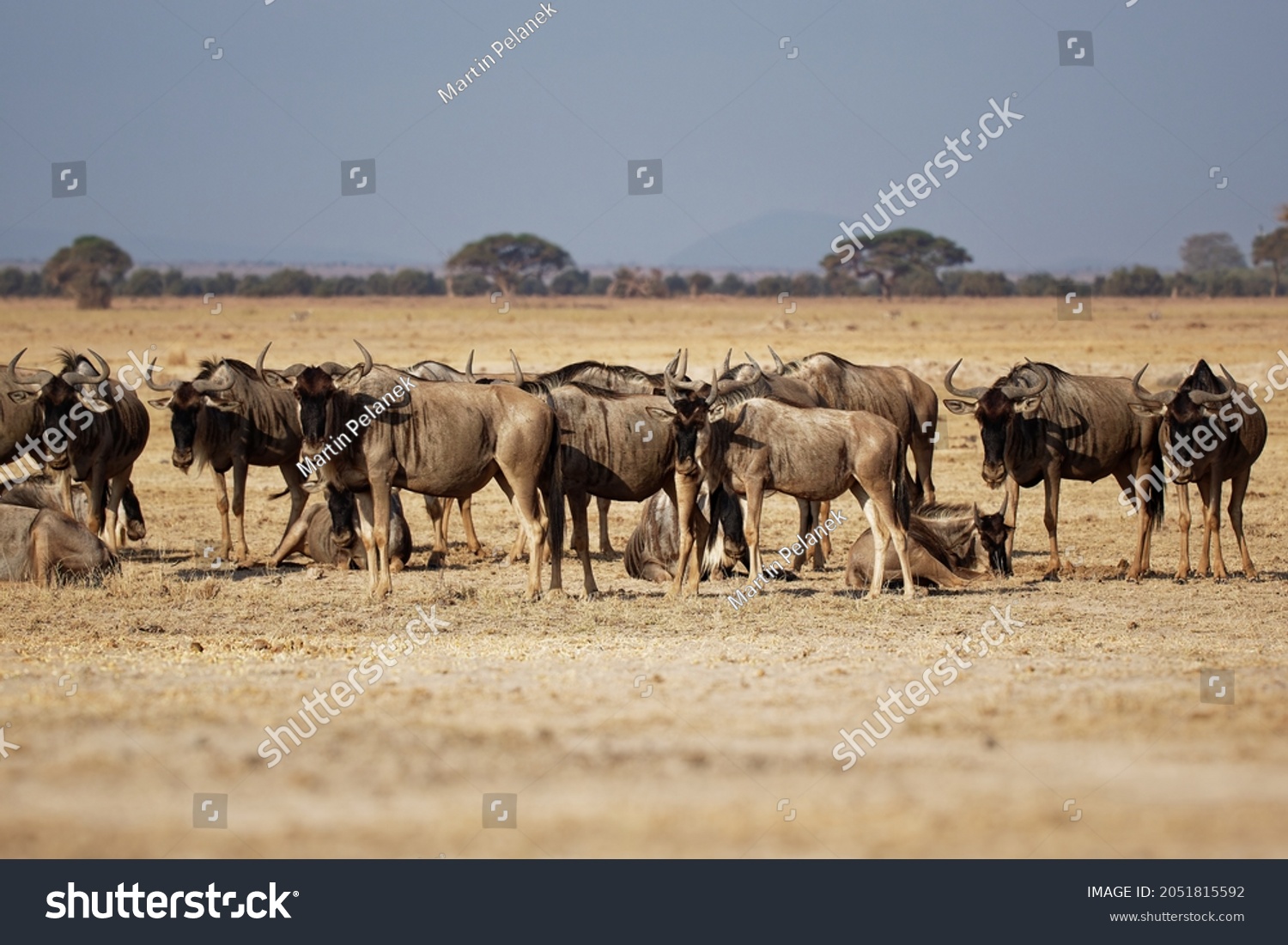 Eastern White-bearded Wildebeest - Connochaetes taurinus albojubatus also brindled gnu, antelope in Eastern and Southern Africa, belongs to Bovidae with antelopes, cattle, goats, sheep, ungulates.  #2051815592