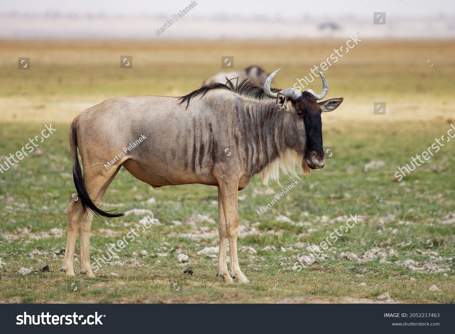 Eastern White-bearded Wildebeest - Connochaetes taurinus albojubatus also brindled gnu, antelope in Eastern and Southern Africa, belongs to Bovidae with antelopes, cattle, goats, sheep, ungulates.  #2052217463