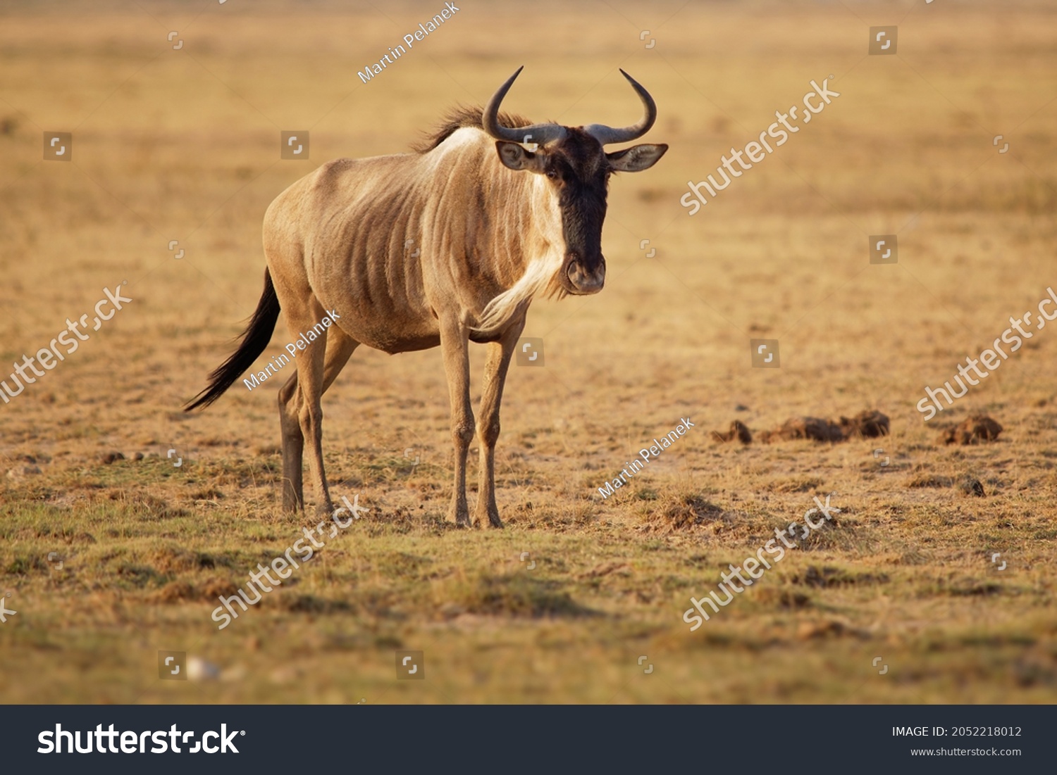 Eastern White-bearded Wildebeest - Connochaetes taurinus albojubatus also brindled gnu, antelope in Eastern and Southern Africa, belongs to Bovidae with antelopes, cattle, goats, sheep, ungulates.  #2052218012