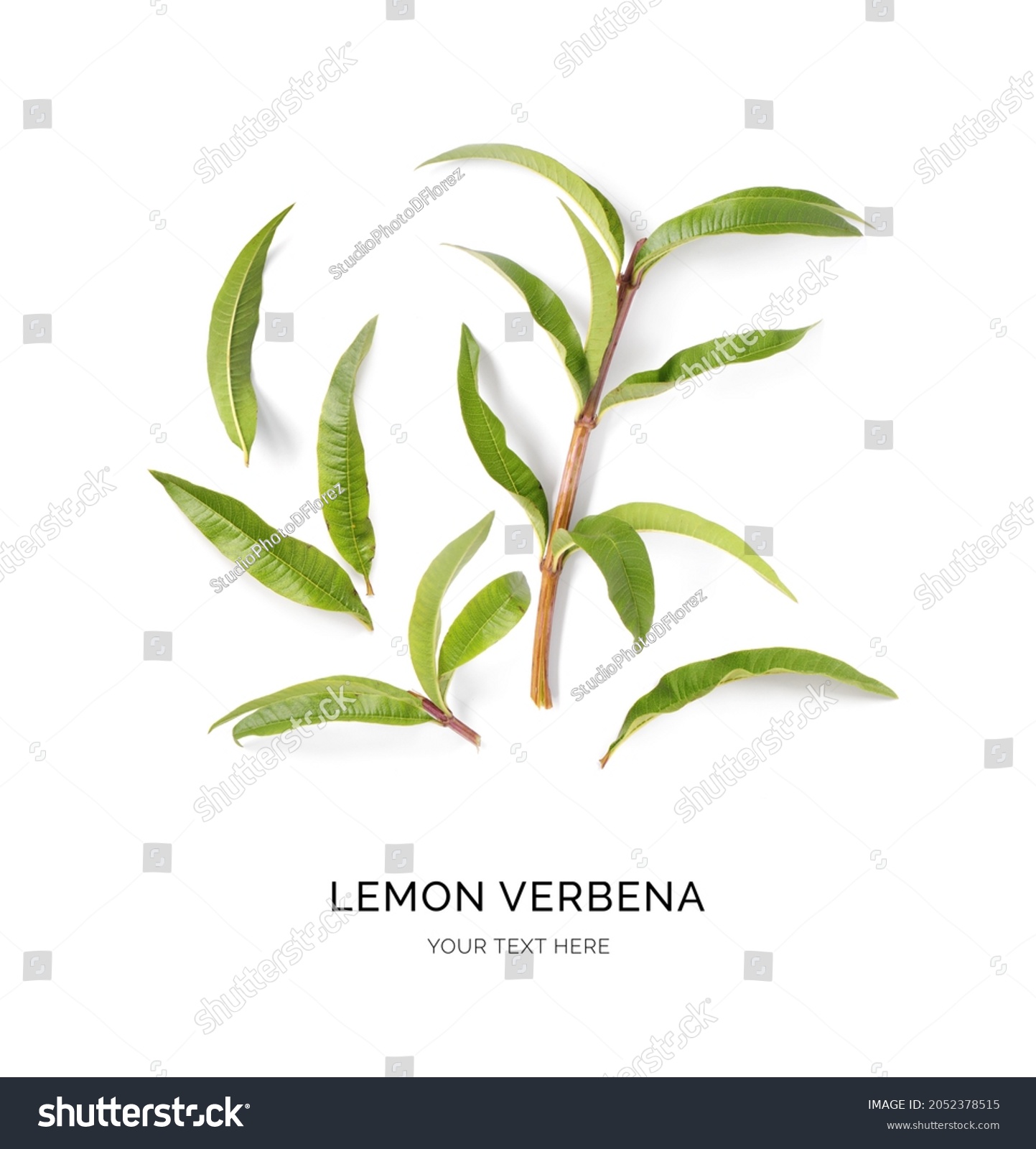 Creative layout made of lemon verbena on the white background. Flat lay. Food concept. Macro  concept. #2052378515