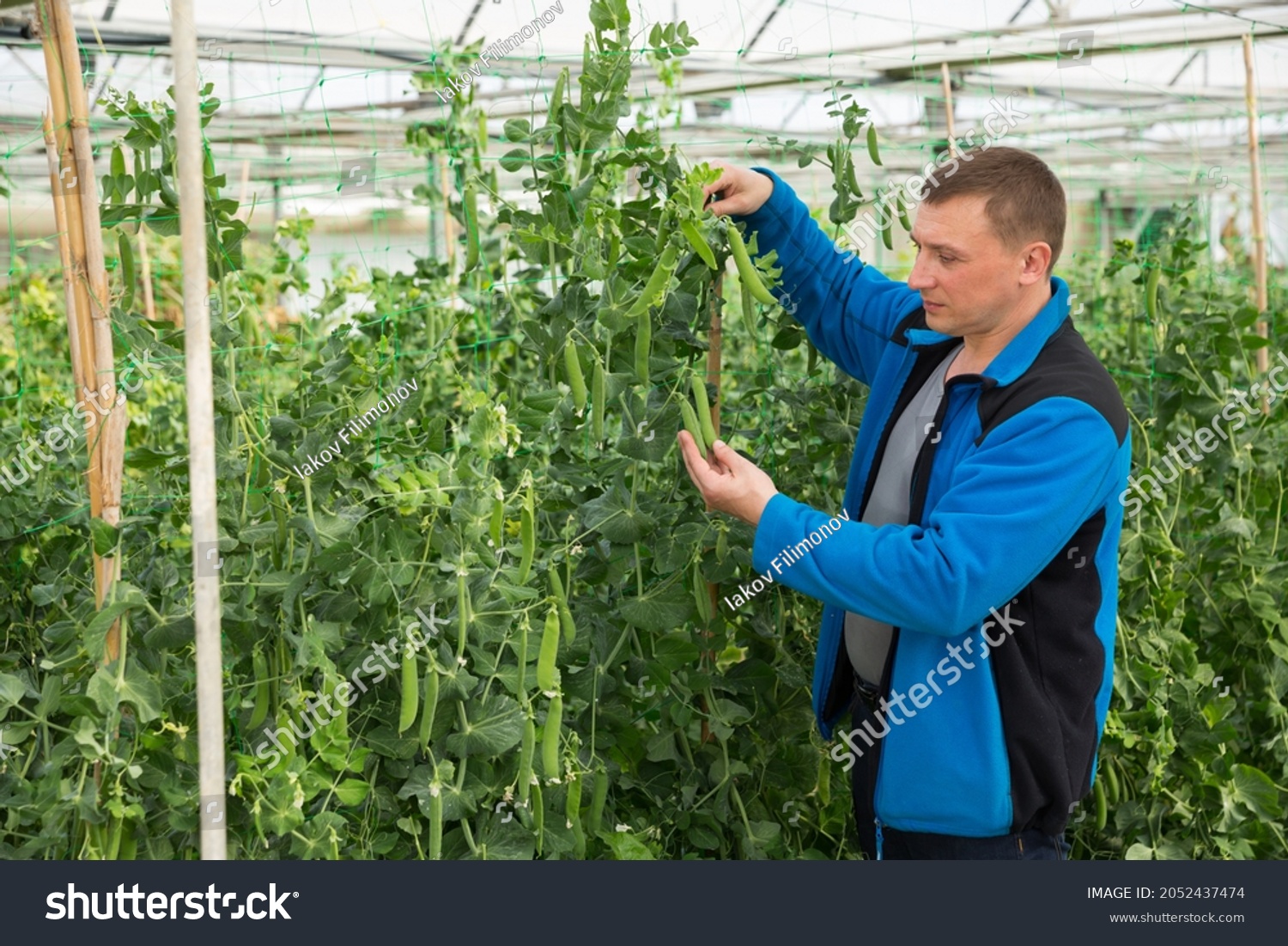 Male horticulturist during harvesting with pea and soy seedlings in hothouse #2052437474