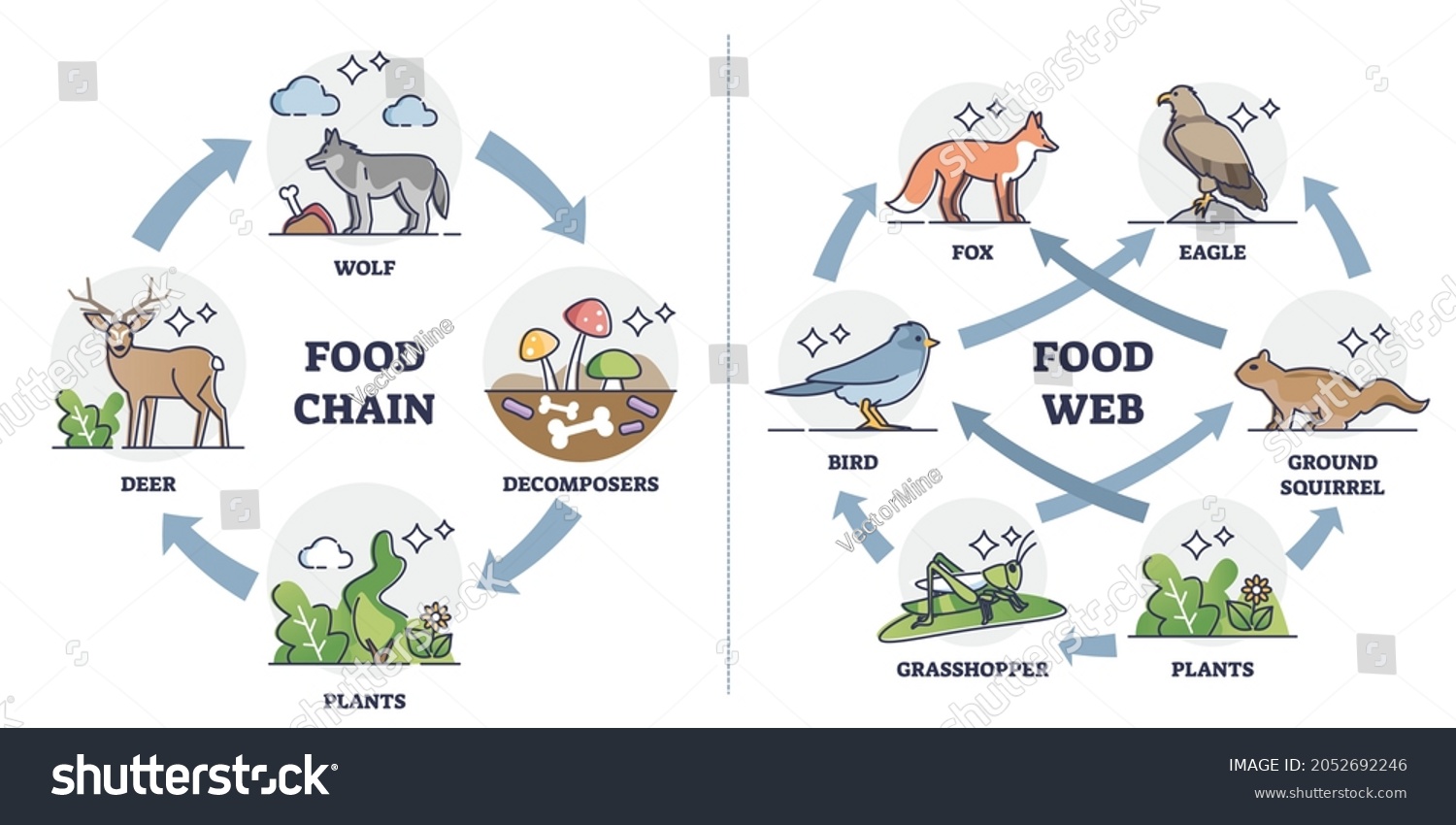 food-chain-vs-food-web-as-ecosystem-feeding-royalty-free-stock-vector