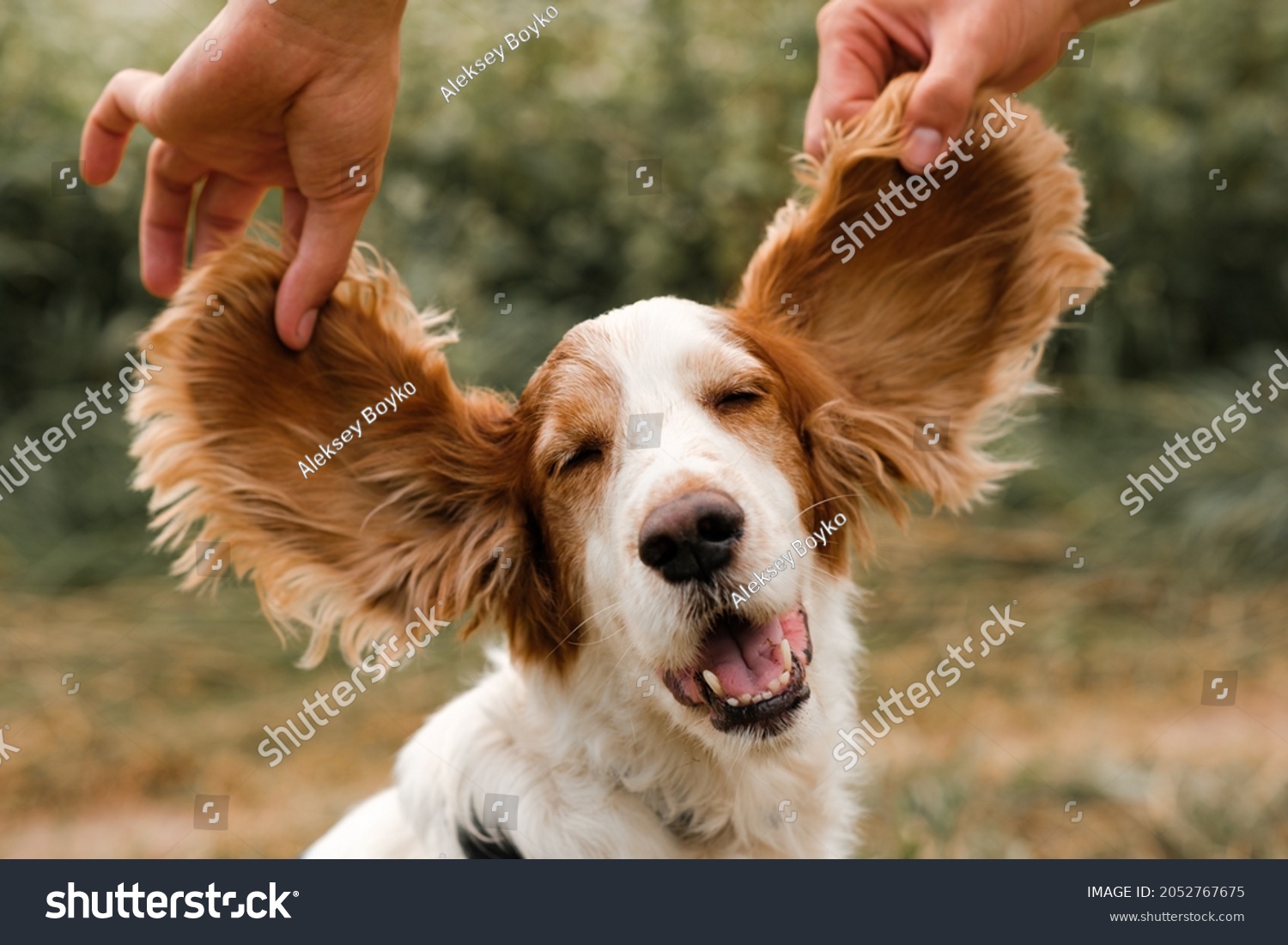 Portrait of a spaniel dog with large funny floppy ears, outdoors scene #2052767675
