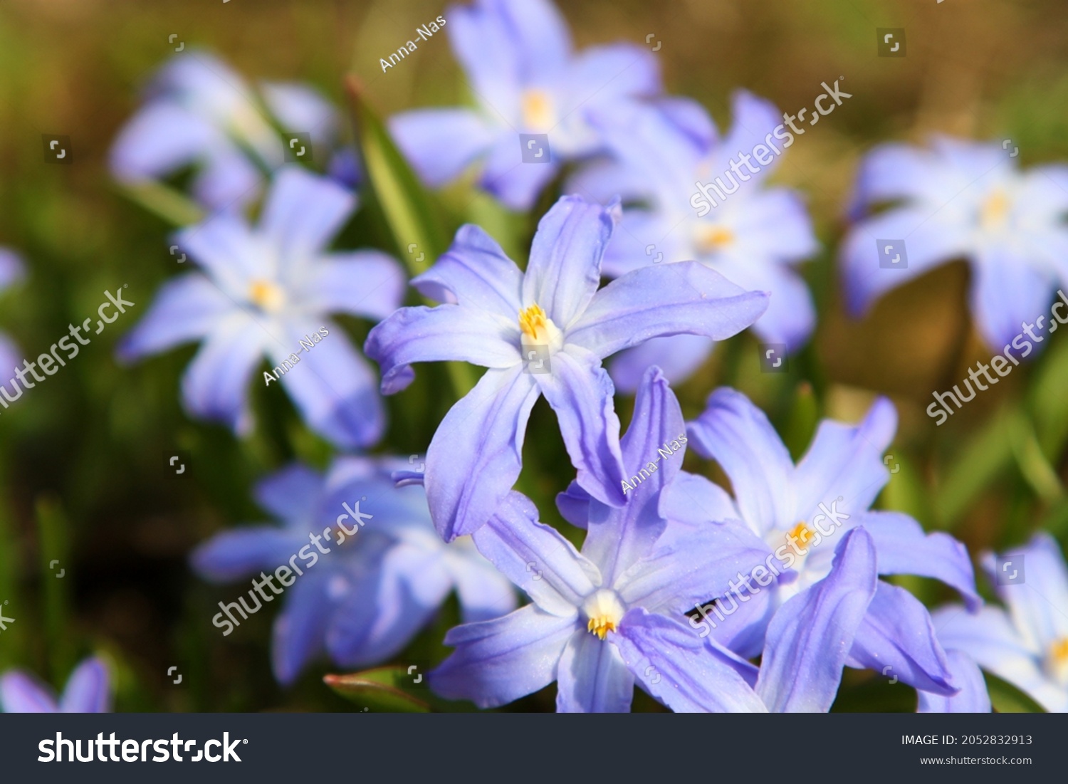 Blue scylla flowers in the early spring with slightly unfocused background. High quality photo #2052832913