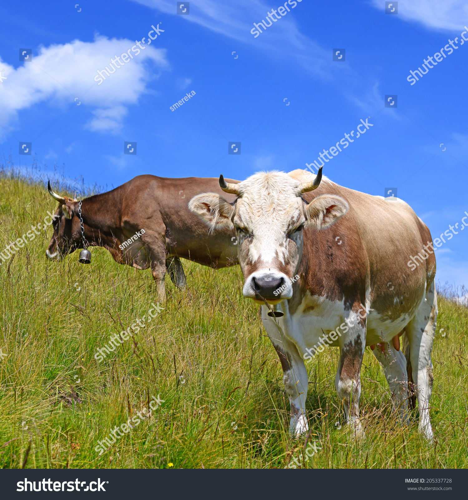 Cows on a summer pasture #205337728