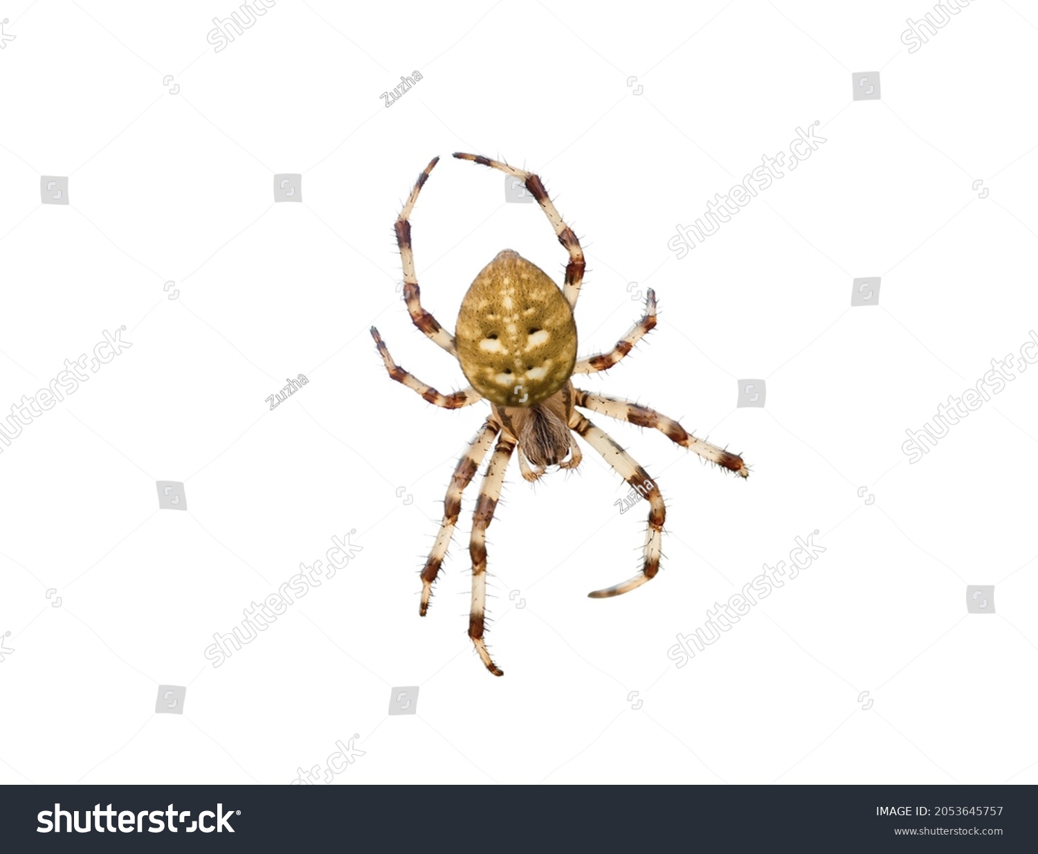 Four spot orb weaver spider isolated on white background closeup. Close up Araneus quadratus garden arachnid cutout top view. Yellow spotted arachnid cut out #2053645757