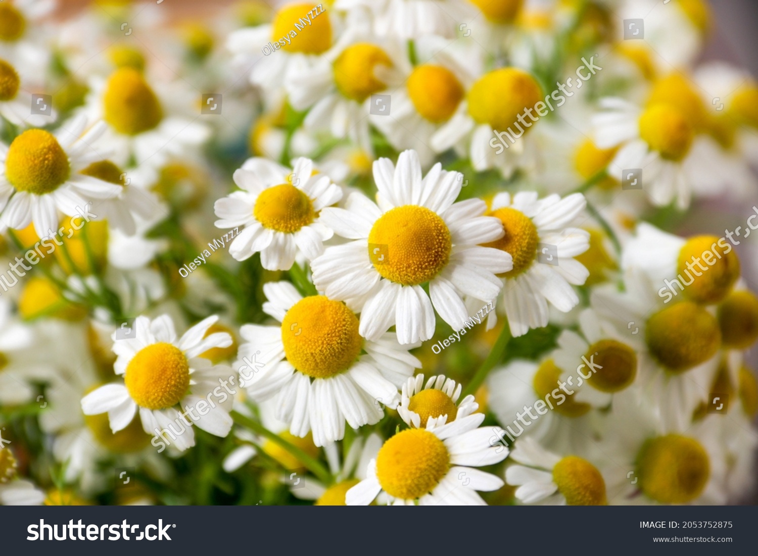 Chamomile flower field. Camomile in the nature. Field of camomiles at sunny day at nature. Camomile daisy flowers in summer day. Chamomile flowers field wide background in sun light #2053752875
