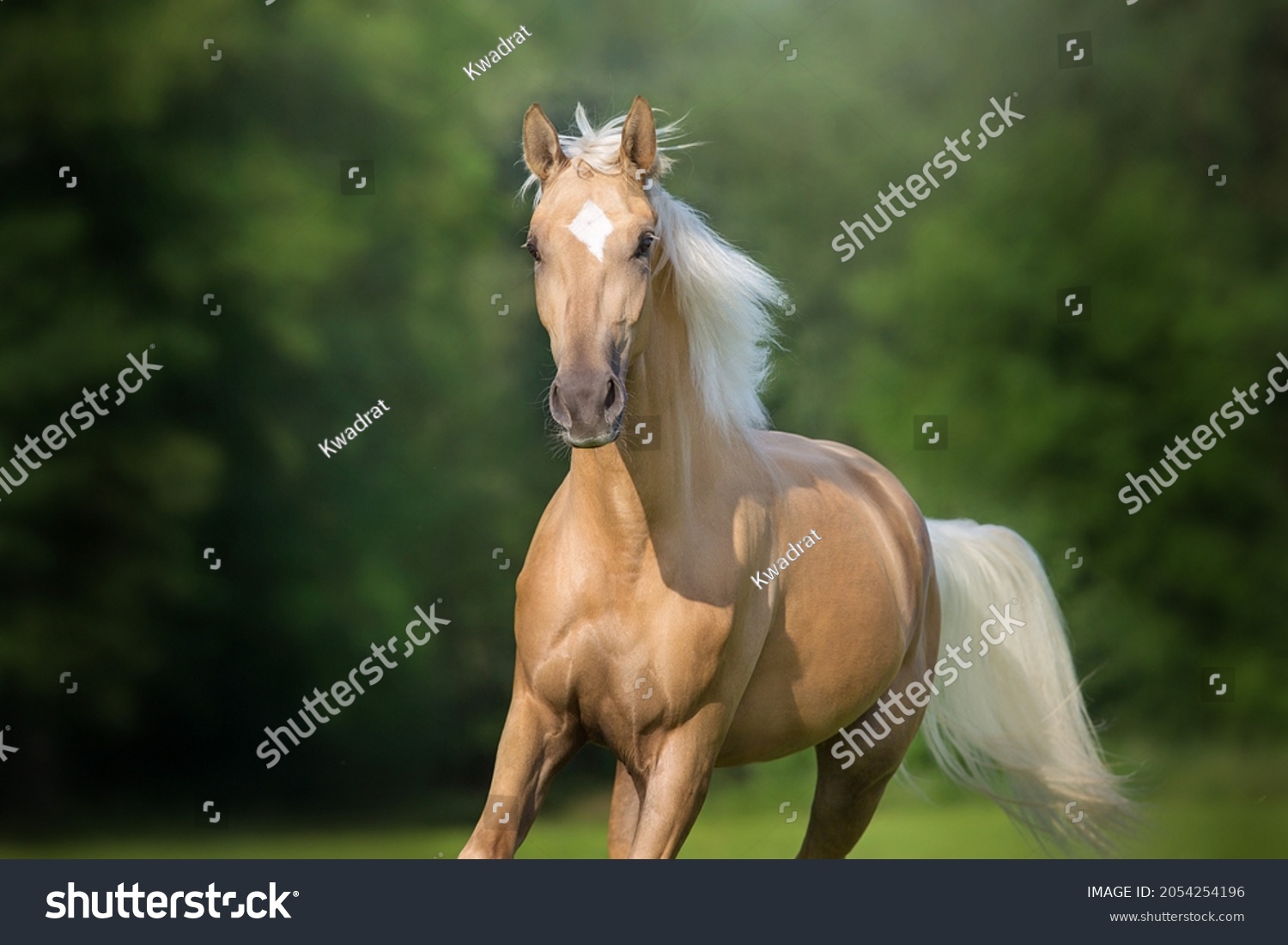 Cremello horse with long mane free run in green meadow close up portrait #2054254196