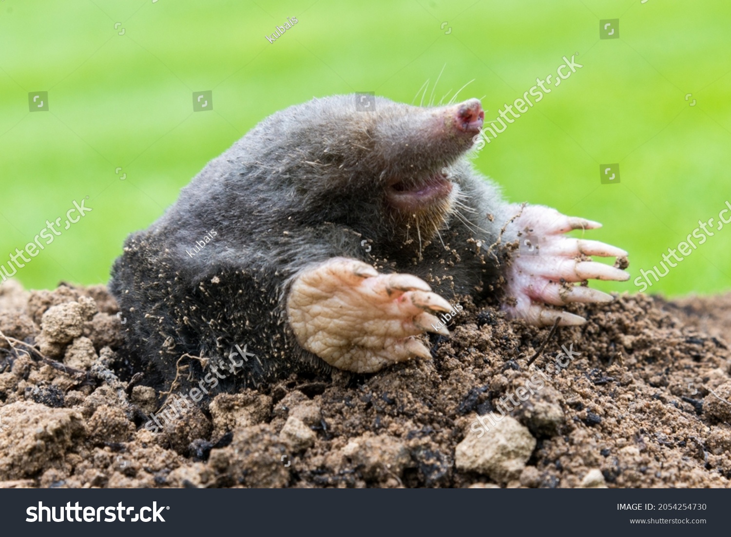 Mole, Talpa europaea, making mole hill and damaging beautiful lawn and flower garden. #2054254730