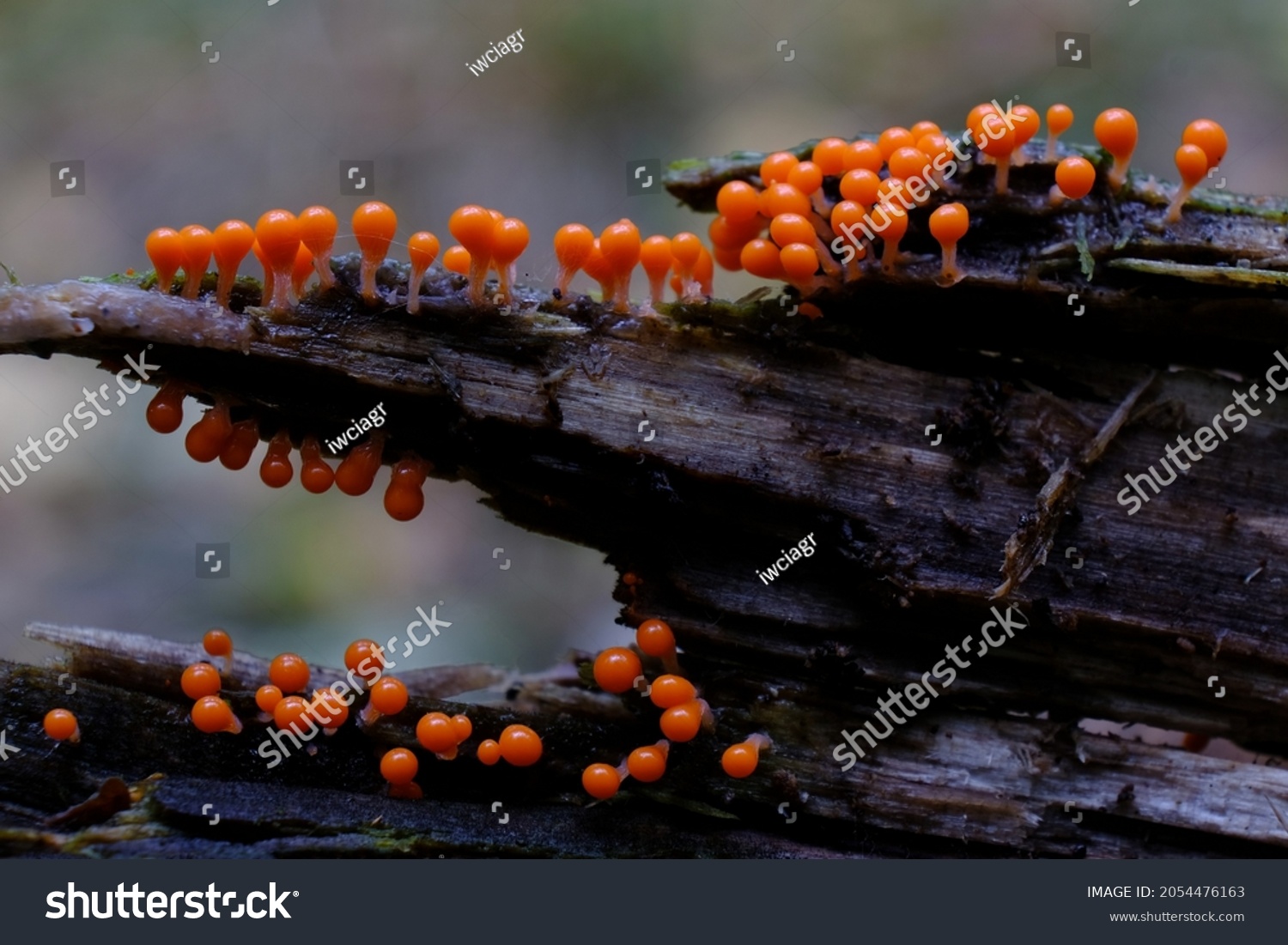 Amazing colorful slime mold Trichia decipiens - slime molds are interesting organisms between mushrooms and animals #2054476163