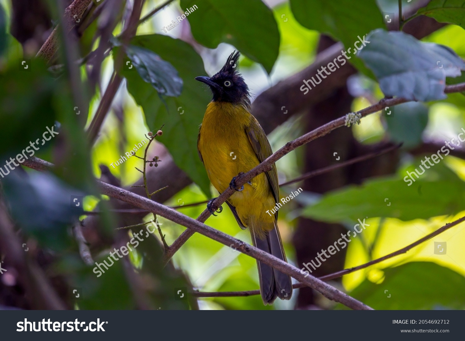 Black-crested Bulbul - Greenish-yellow bulbul with a dark head and crest - perched at the branch in natural habitat. #2054692712