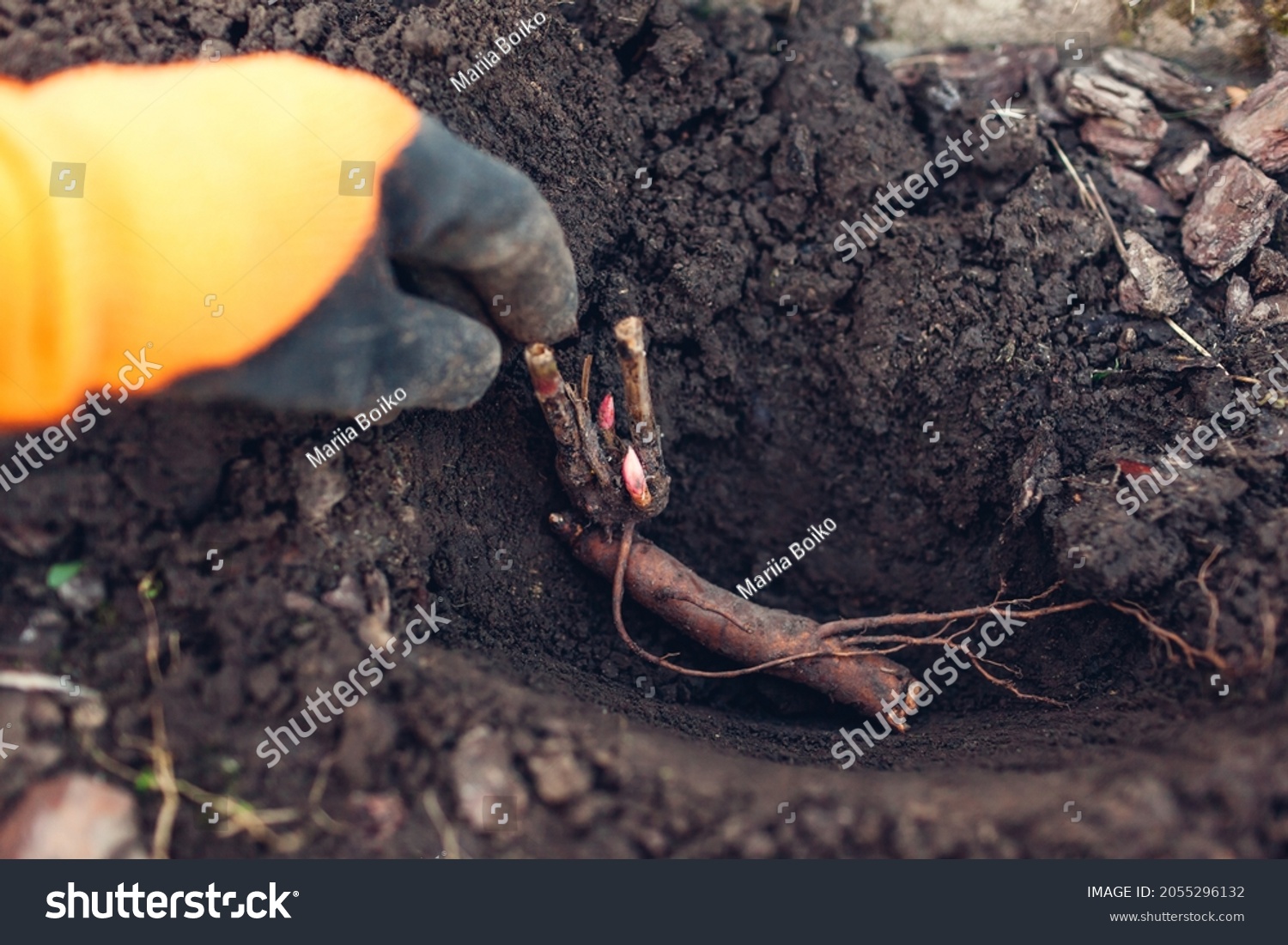 Gardener planting bare rooted peony tubers in soil in autumn garden. Fall propagation work #2055296132