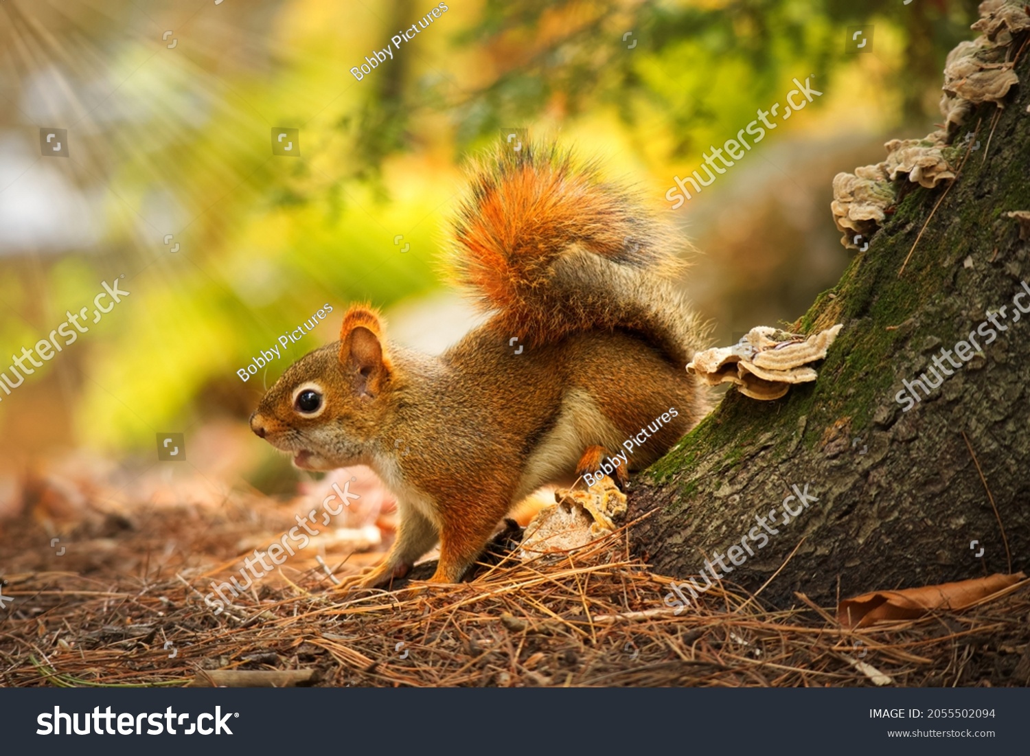 Cute red squirrel or sciurus vulgaris in focus with details standing next to tree trunk against bright green bokeh blurred background in the forest. Close up wildlife image of Eurasian rodent animal. #2055502094