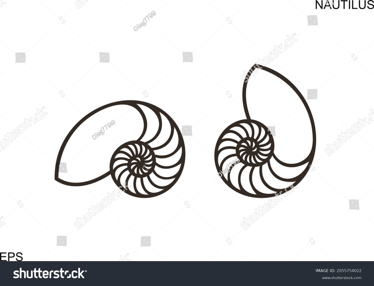 Nautilus Shell Isolated Nautilus On White Royalty Free Stock Vector Avopix Com