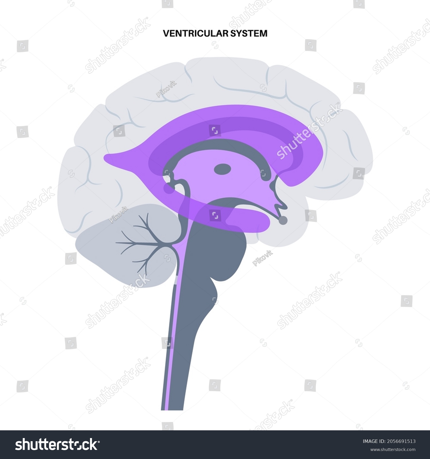 Ventricular System Anatomy, Set Of Communicating - Royalty Free Stock ...