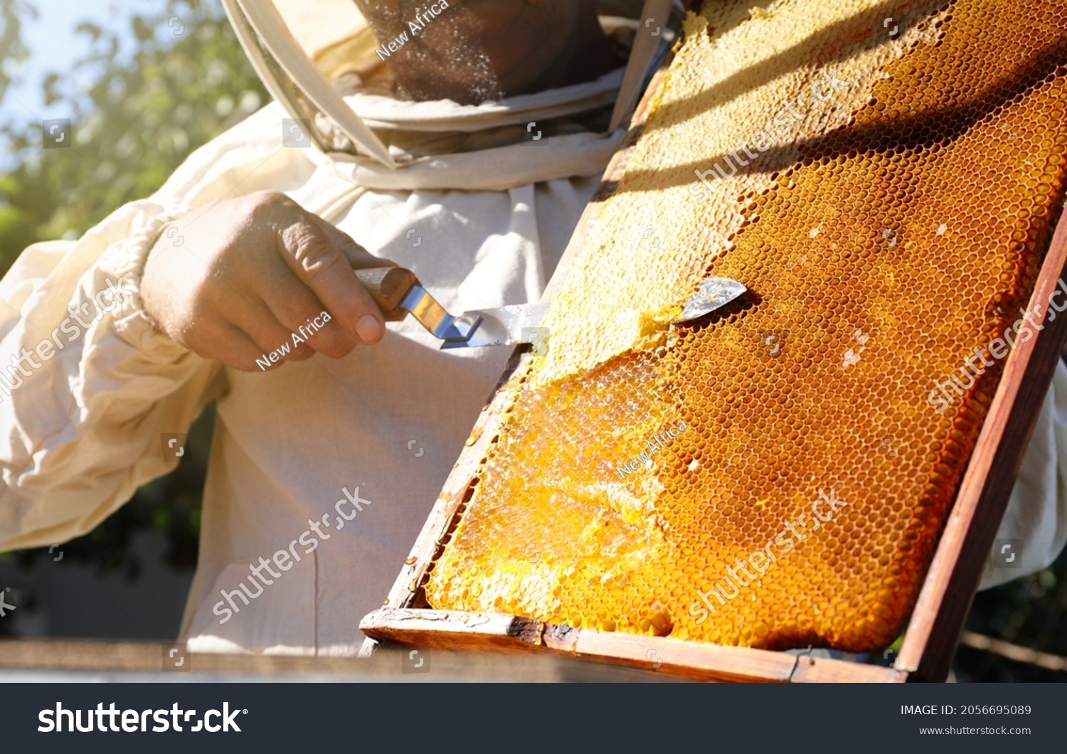 Senior beekeeper uncapping honeycomb frame with knife at table outdoors, closeup #2056695089