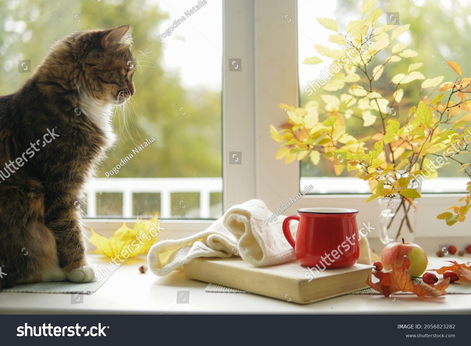 Autumn landscape Cat sits on the windowsill next to a book mug apple. Still life #2056823282