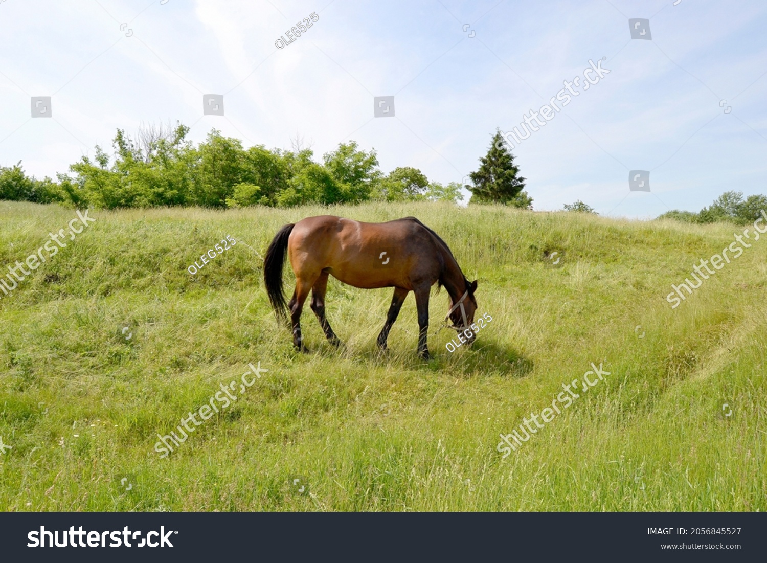 Beautiful wild brown horse stallion on summer flower meadow, equine eating juicy grass, horse stallion with long mane portrait in standing position, equine stallion outdoors, superb big horse equines #2056845527